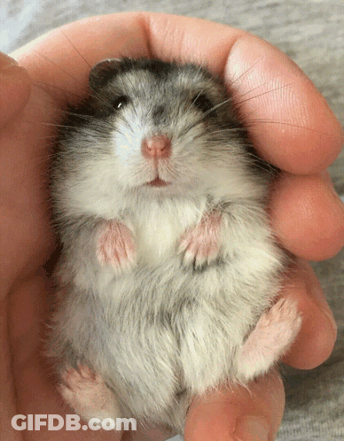 Person Holding Hamster GIF