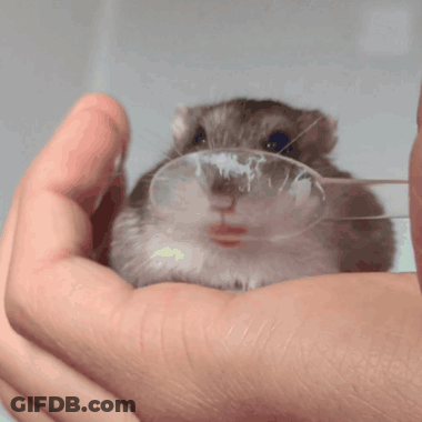 Person Holding Hamster With Spoon GIF