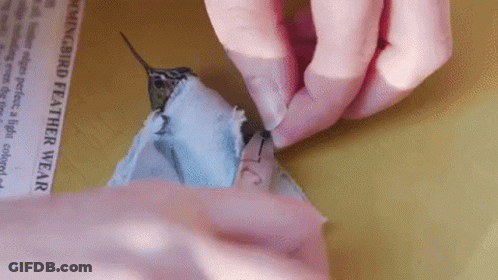 Person Holding Hummingbird Feather GIF