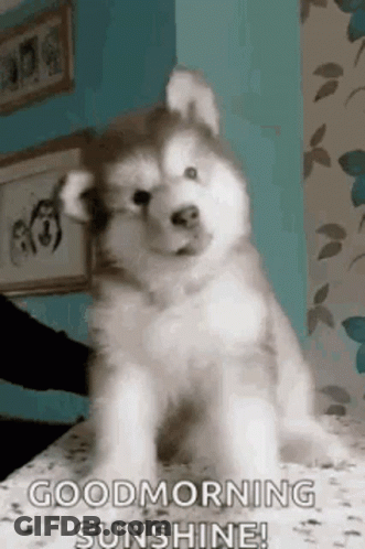 Person Holding Husky Puppy On Bed GIF