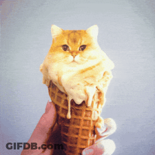 Person Holding Ice Cream Cone With Cat GIF