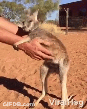 Person Holding Kangaroo GIF