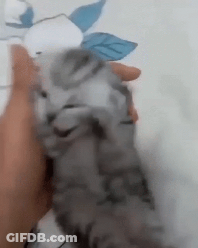 Person Holding Kitten GIF