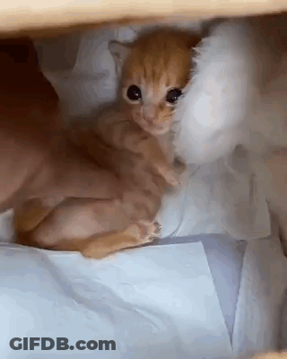 Person Holding Kitten GIF