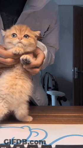 Person Holding Kitten In Front Of Keyboard GIF