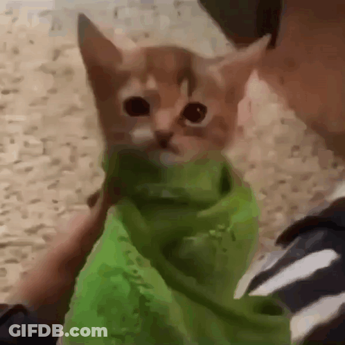 Person Holding Kitten In Green Blanket GIF