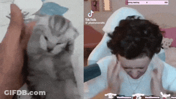 Person Holding Kitten Next To Man With Hands On Ears GIF