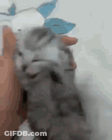 Person Holding Kitten GIF