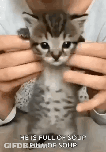 Person Holding Kitten Saying Full Of Soup GIF
