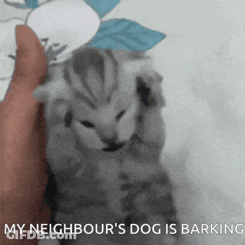 Person Holding Kitten Saying My Neighbour's Dog Barking GIF