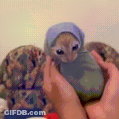 Person Holding Kitten With Hooded Hat GIF