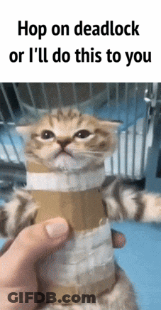 Person Holding Kitten Wrapped In Duct Tape Saying Hop On Deadlock Or I'll Do This To You GIF
