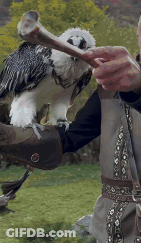 Person Holding Large Bird With Long Beak GIF