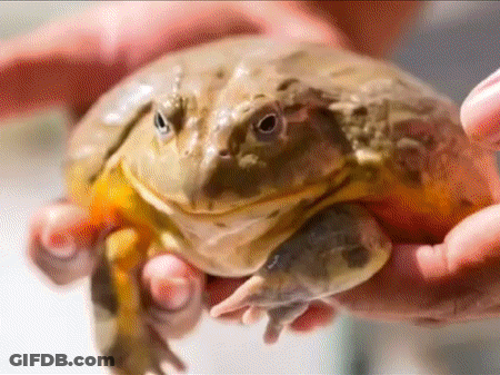 Person Holding Large Frog GIF