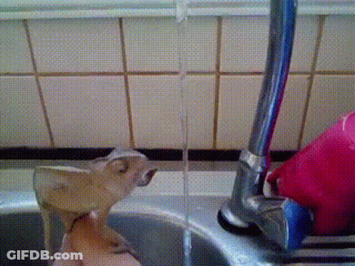 Person Holding Lizard By Sink GIF
