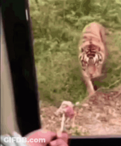Person Holding Lollipop In Front Of Tiger GIF