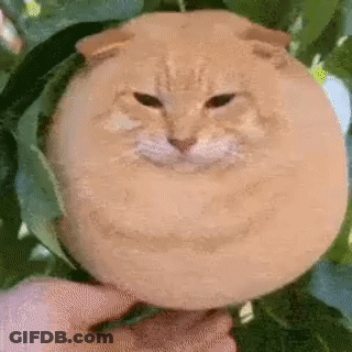 Person Holding Melon Cat With Face GIF