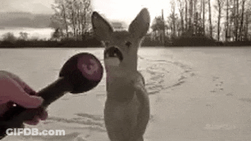 Person Holding Microphone In Front Of Deer GIF