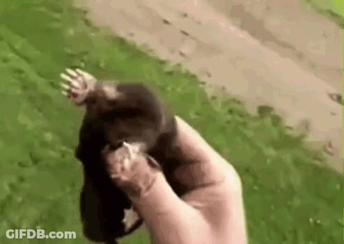 Person Holding Mole In Field GIF