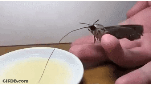 Person Holding Moth On Finger Beside Bowl Liquid GIF