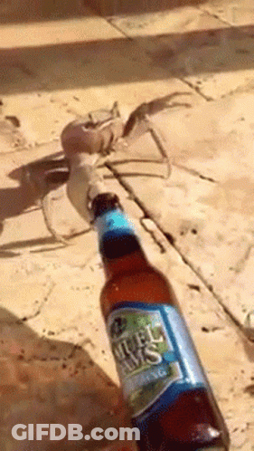 Person Holding Natural Jaws Beer Bottle GIF