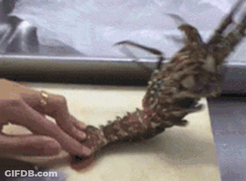 Person Holding Piece Of Meat On Table GIF