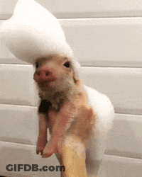 Person Holding Pig With Foam On Head GIF