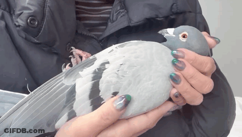 Person Holding Pigeon With Multicolored Nails GIF