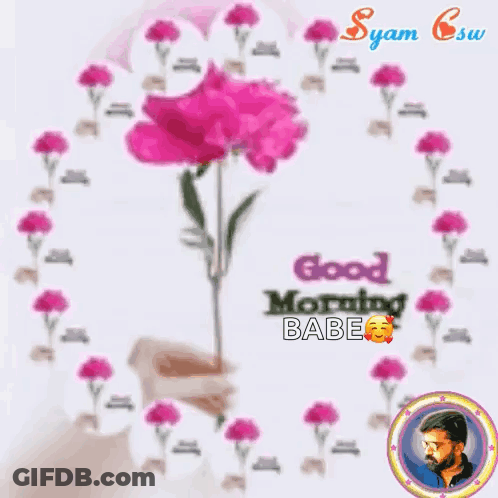 Person Holding Pink Flower Saying Good Morning Babe GIF