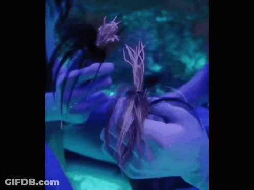 Person Holding Plant With Purple Background GIF