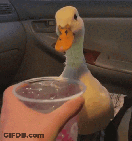 Person Holding Plastic Cup With Duck Background GIF