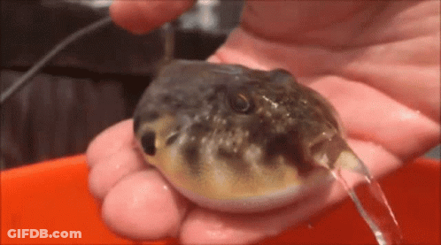Person Holding Puffer Fish With Water Pouring Out GIF