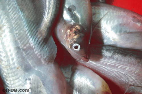 Person Holding Puffer Fish With Water Pouring Out GIF