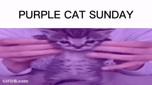 Person Holding Purple Kitten GIF