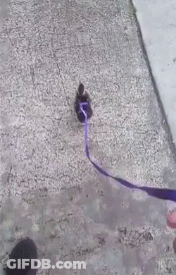 Person Holding Purple Leash With Ribbon GIF