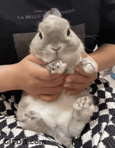 Person Holding Rabbit With La Belle Niere Shirt GIF