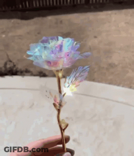 Person Holding Rainbow Rose GIF