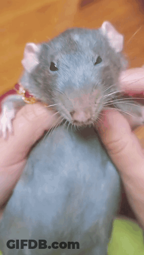 Person Holding Rat Wearing Necklace GIF