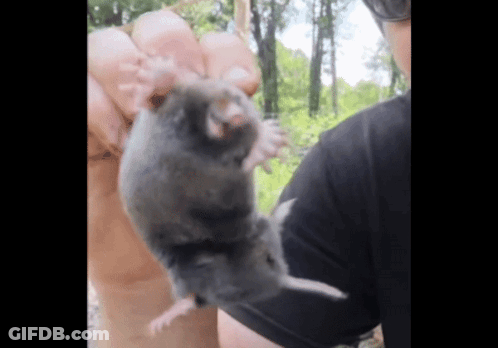 Person Holding Rat GIF
