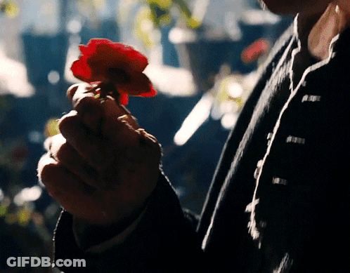Person Holding Red Flower GIF
