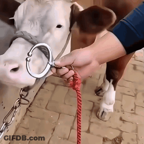 Person Holding Red Leash Around Cow GIF