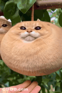 Person Holding Round Mushroom Cat GIF