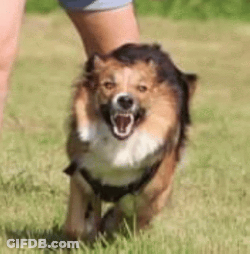 Person Holding Running Dog In Grass GIF