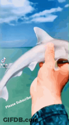 Person Holding Shark Saying Please Subscribe GIF