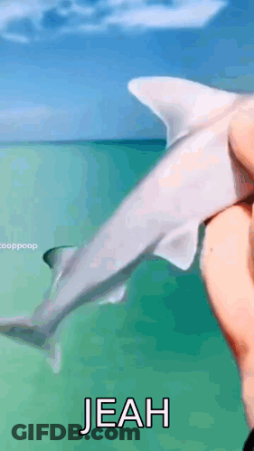 Person Holding Shark Swimming In Ocean GIF