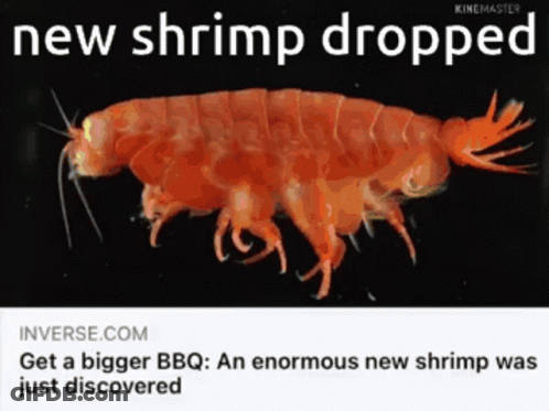 Person Holding Shrimp In Front Of Pepe Sign GIF