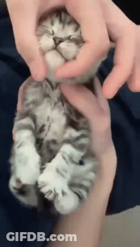 Person Holding Sleeping Kitten GIF