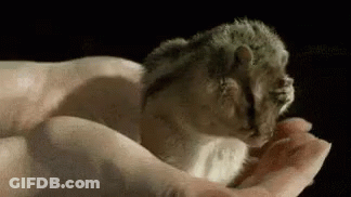 Person Holding Small Animal GIF