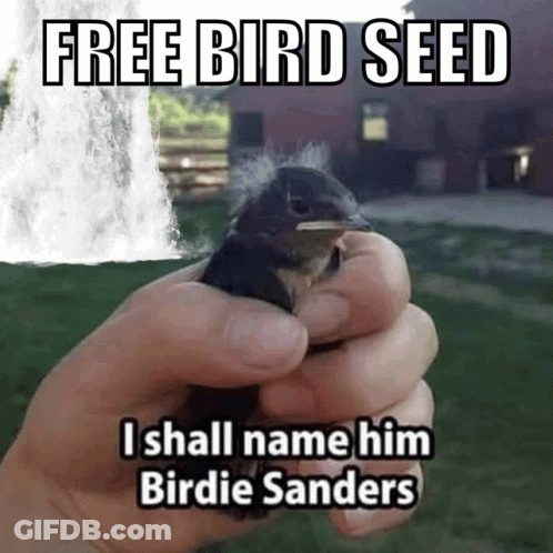 Person Holding Small Bird Free Bird Seed I Shall Name Him Birdie Sanders GIF
