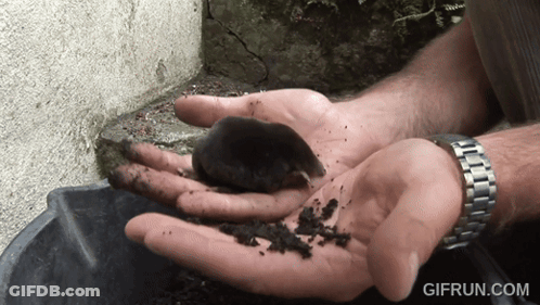 Person Holding Small Black Animal GIF